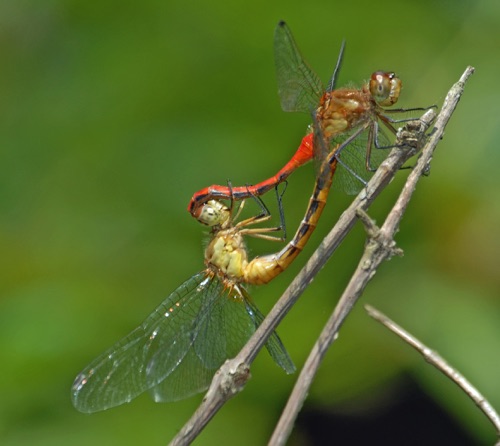 Pair in copula
2007_08_01_Walker